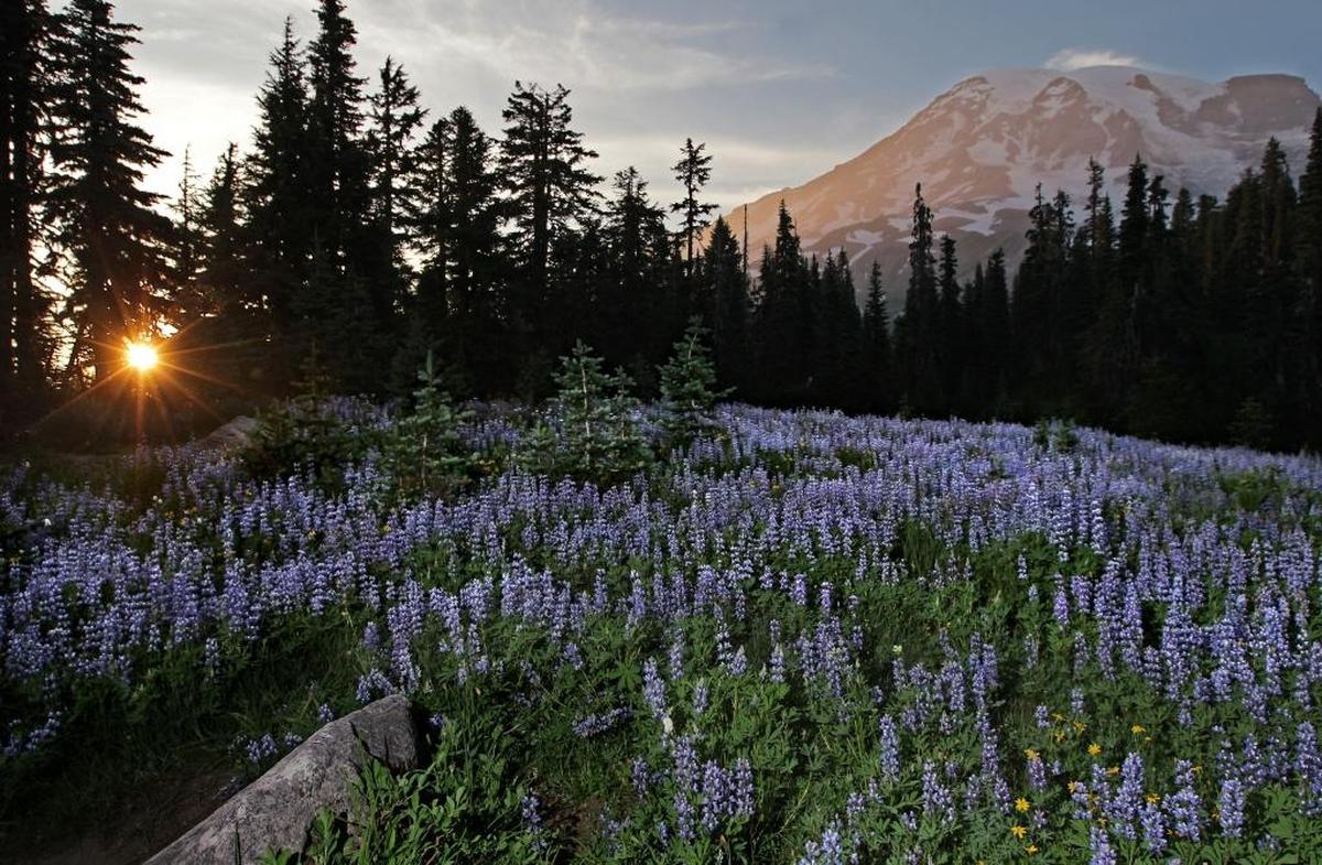 The setting August sun casts a glow on Mount Rainier as a meadow of Lupine is consumed in a gathering dusk in the sub-alpine meadows above Paradise.