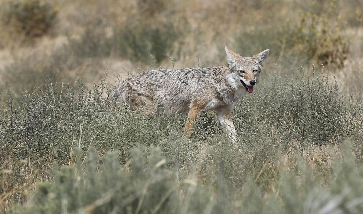 The wandering coyote was spotted in 2016 off Clodfelter Road near the five-corners area in west Kennewick. The animals are usually timid and avoid coming close to people.