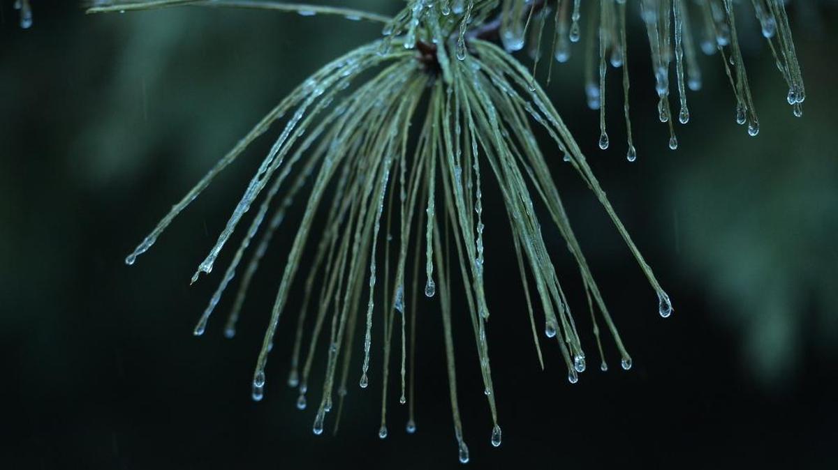 The Tri-Cities is under a winter weather advisory for Friday with rain, possibly mixed with freezing rain, in the forecast.