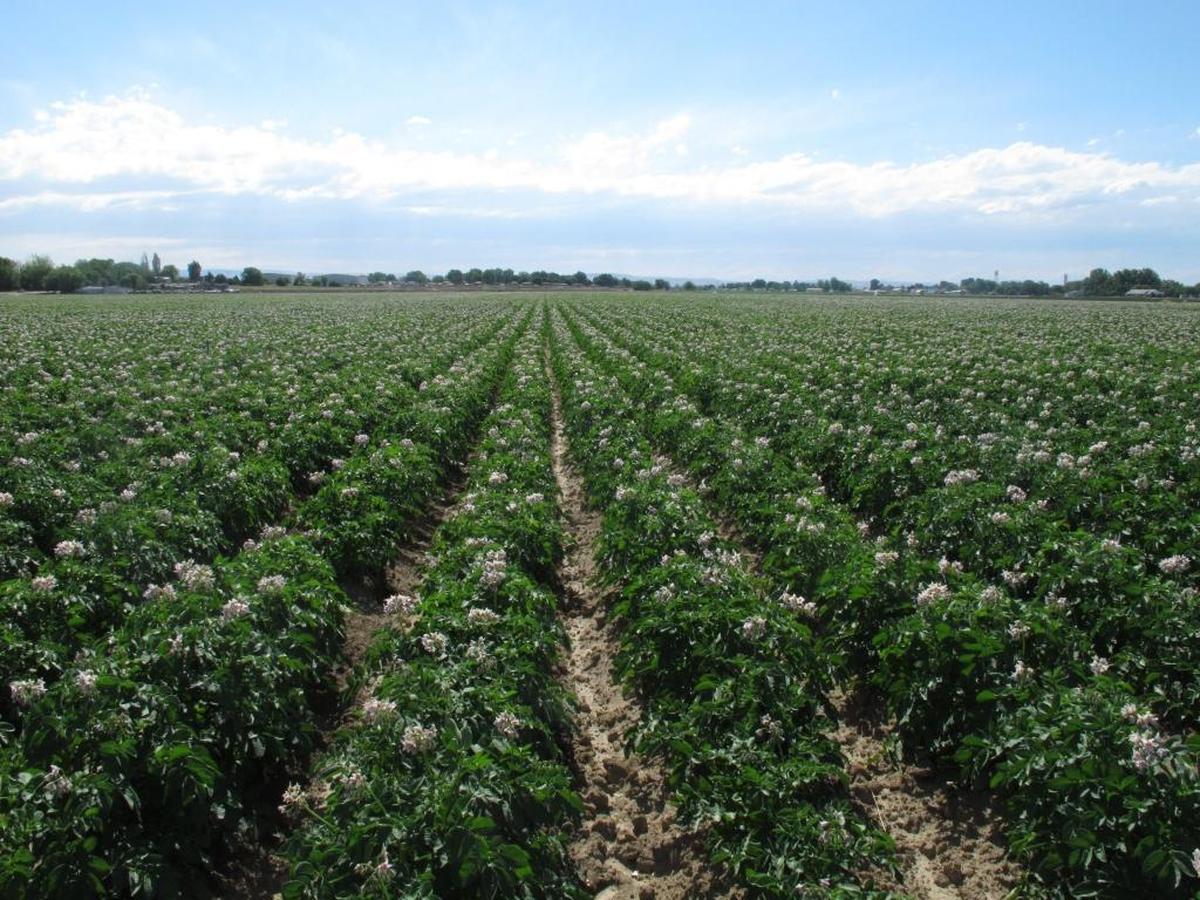 Under a deal with the state, a Pasco-based potato company built an eight-mile pipeline to irrigate fields in the Horse Heaven Hills with Columbia River water and plant crops such as potatoes, onions and more.
