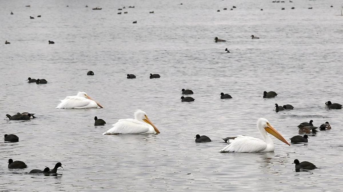 Pelicans and waterfowl share the same paddling space Tuesday in the lagoon at Two Rivers Park off the Columbia River in Finley. More ice is likely to form where water flow is slow because temperatures are expected to continue to be colder than normal for early January. Highs are to remain near freezing through Thursday in the Tri-Cities.