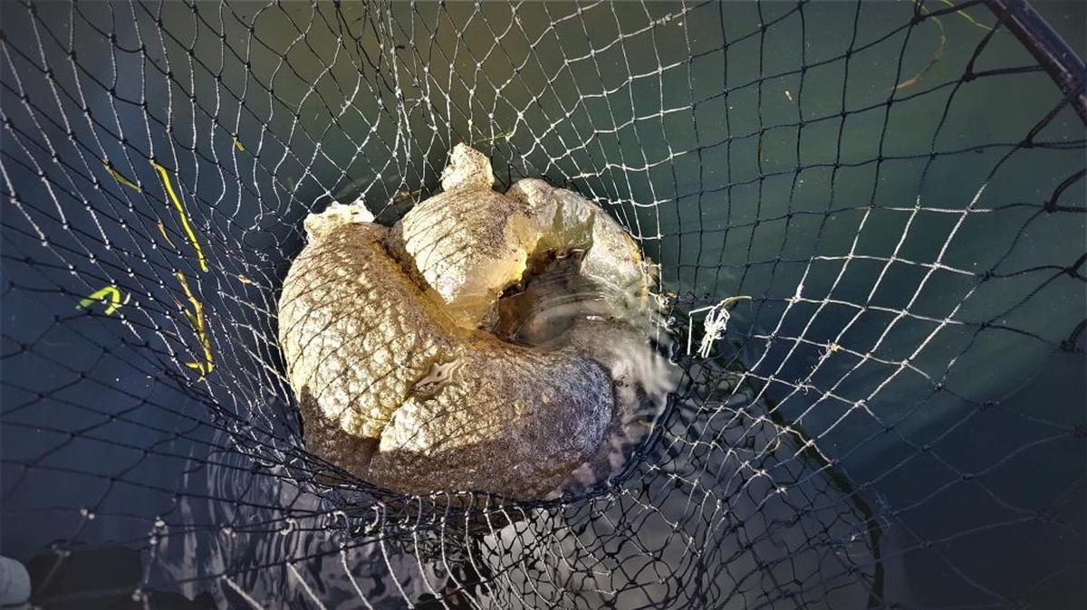 This colony of magnificent bryozoans, estiamated to weight 40 to 45 pounds, was scooped into a fishing net at Bateman Island. These slimy masses are being found more and more around the region.