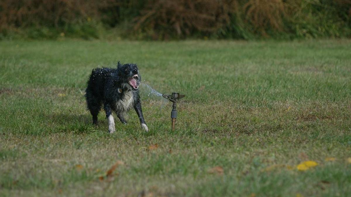 A Kennewick dog attacks a sprinkler as his owner was blowing out irrigation lines. Shutoff dates have been set for Mid-Columbia irrigation districts for 2018.