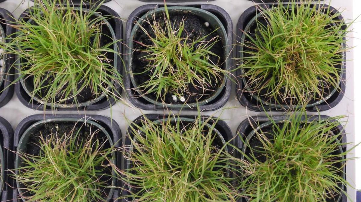 PNNL scientists are collaborating with researchers in Australia to study “resurrection” grass, which could lead to drought-resistent crops. Tripogon, native to Australia and found in Texas and Arizona, can quickly recover after losing as much as 90 percent of its moisture.