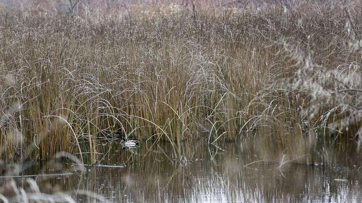 A Mallard drake swims in the marshland of Amon Creek Natural Preserve near Rachel Road in Richland. With miles of trails, the area is a popular walking and hiking destination for Tri-City nature lovers.