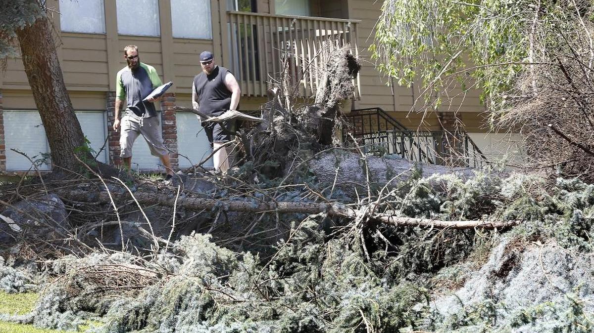 Homeowner David Miller, right, walks behind Shawn Ingroum, an employee of Huckaby’s Tree Service in Richland, as he inspects a casualty from Monday night’s thunderstorm, a downed blue spruce tree. Ingroum was called to provide an estimate for removal of the 45-foot tall tree that is partially blocking the street in front of the home at 165 Edgewood Drive in south Richland.