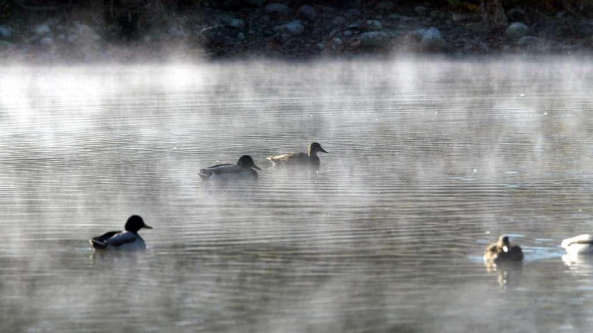 More birds, primarily ducks, continue to be infected with the avian cholera bacteria.