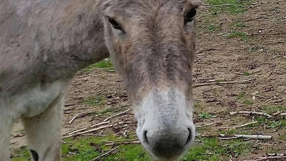 “I know all the best words,” says Elly May, a donkey running for clerk of Benton City in a pet election being conducted on Facebook. The election is raising money to combat Benton City’s feral cat problem.
