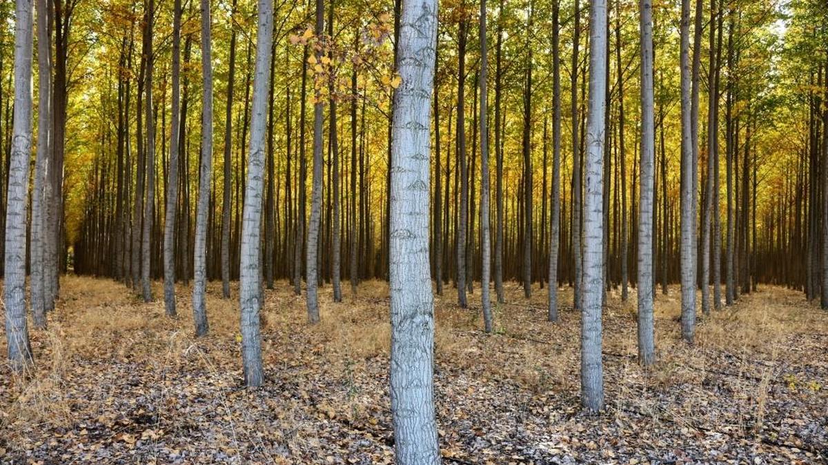 Wind, rain and cooler temperatures are expected around the Mid-Columbia heading into Halloween weekend, according to the National Weather Service. Hermiston reader Jose Muñoz captured the fall colors at the tree farm near Boardman, Ore.