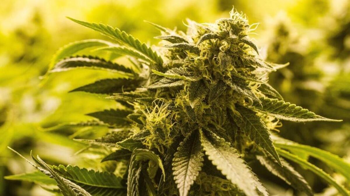 High pressure sodium lights mimic fall sunshine and encourage flower growth in one of several flowering rooms at Medicine Man in Denver.