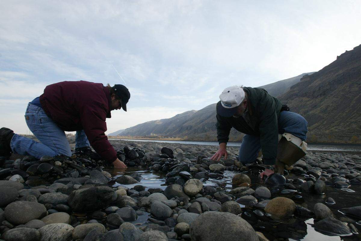 Fish biologists look for salmon eggs at the Vernita Bar along the Columbia River. They were identifying nests to help determine water flow and river depth to provide optimum habitat for the fish and maximize power production from the dams on the river.