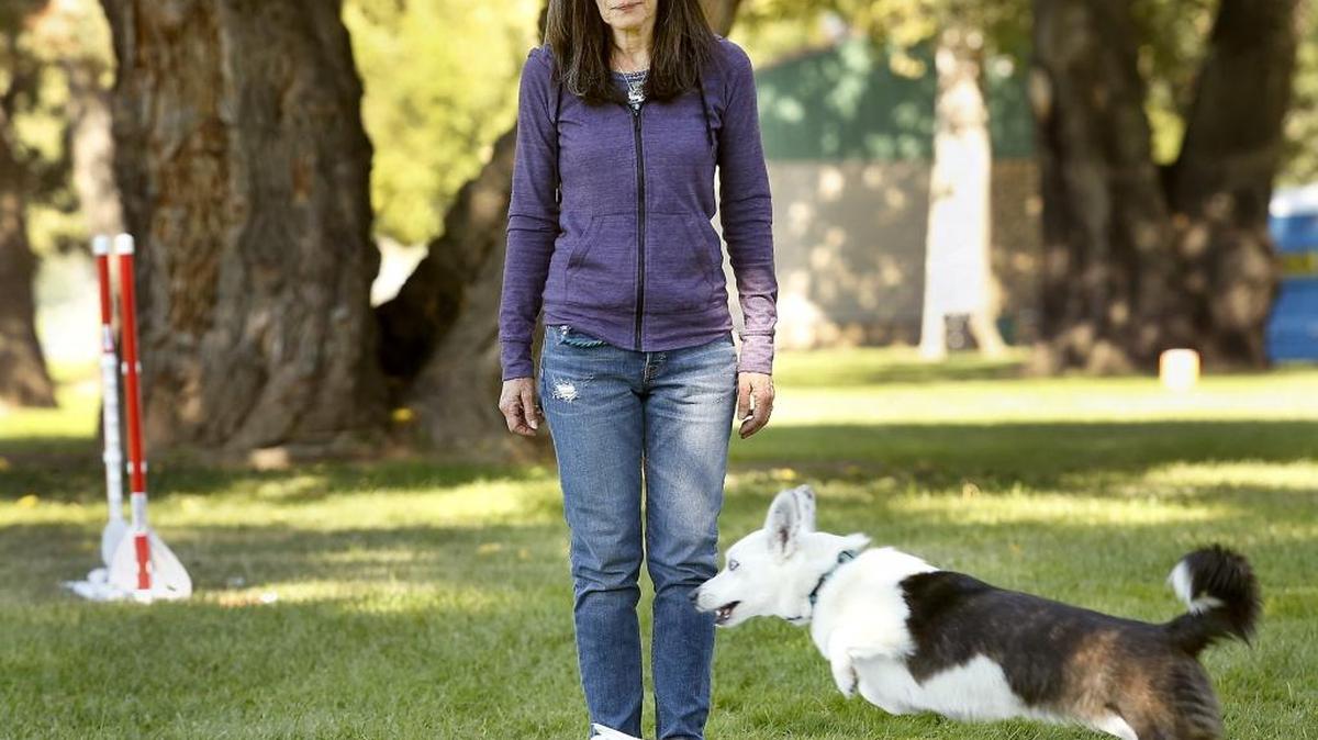 Kathy Miller of Santa Clara, Calif., and her Cardigan Welsh Corgi named Quimby get in an obedience practice session Thursday morning in the east end of Columbia Park. They are in town for the three-day Fall Dog Show being held there by the Richland Kennel Club. An estimated 870 dogs are entered in a variety of events at the show starting Sept. 29, according to show chairman Ryin Horne. The show hours are from 8 a.m. to 4 p.m. each day this weekend. Admission is free.