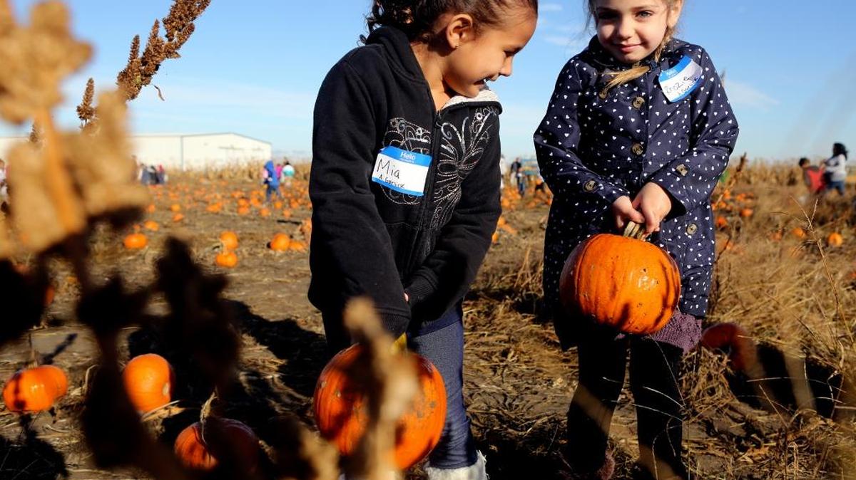 Mia Gonzalez, left, and her friend Rhozie Highley, both kindergarten students at Captain Gray STEM Elementary School in Pasco, pick pumpkins on a field trip to the Country Mercantile in Pasco. The farm’s popular Harvest Festival continues through Oct. 31, featuring hay rides, pumpkin patches, mazes, a petting zoo, a corn maze, rides and more. See a video at www.tricityherald.com.