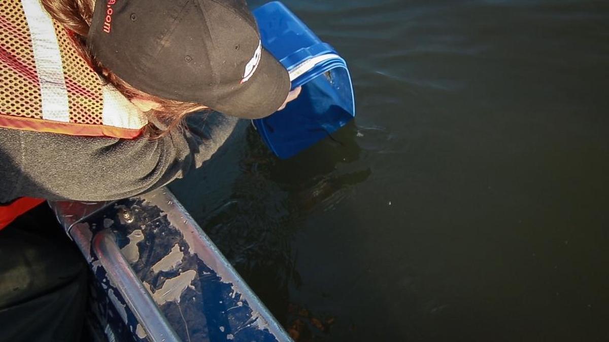 A Pacific Northwest National Laboratory researcher releases a juvenile lamprey with an acoustic tag that will allow it to be tracked.