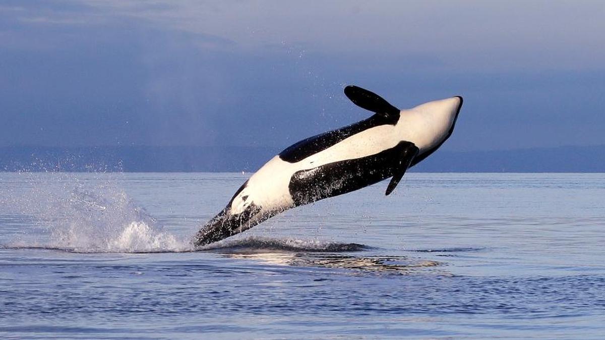 An endangered female orca leaps while breaching in Puget Sound west of Seattle in 2014. The orca is from the J pod, one of three groups of southern resident killer whales that frequent the inland waters of Washington state.