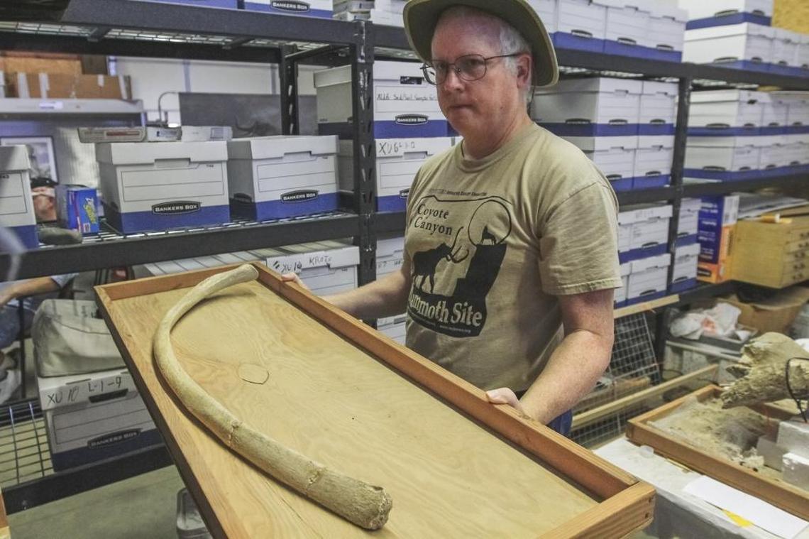 Neil Mara, a volunteer, holds a drawer that has a mammoth rib that was found at the excavating site at Coyote Canyon Mammoth.