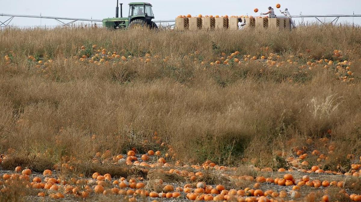 Workers pick pumpkins and load them into bins on a tractor pulled trailer Monday morning from a field at the Robert S. Cox Farms.