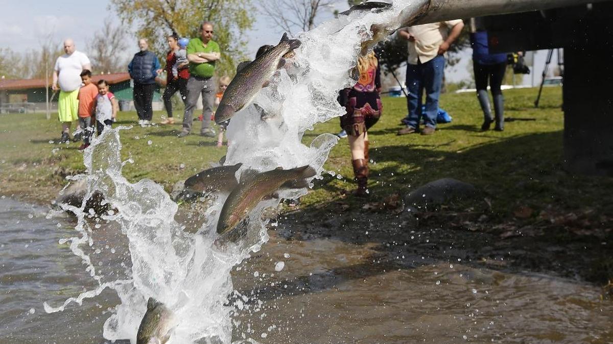 Rainbow trout stream out a tube from a state Department of Fish and Wildlife delivery truck Wednesday into the family fishing pond in Kennewick’s Columbia Park. The delivery of 6,000 fish is in preparation for the 20th annual Kids! Fishing Day events this Saturday. Event organizer Ken Johanning, of Kids’ Outdoor Experience, said there are about 1,100 fish with special tags for a variety of special prizes. Watch a video at tricityherald.com/video