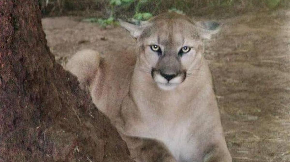 This cougar that was discovered in 2005 hiding at a Kennewick auto repair shop was taken to the WildCat Haven sanctuary in Portland.