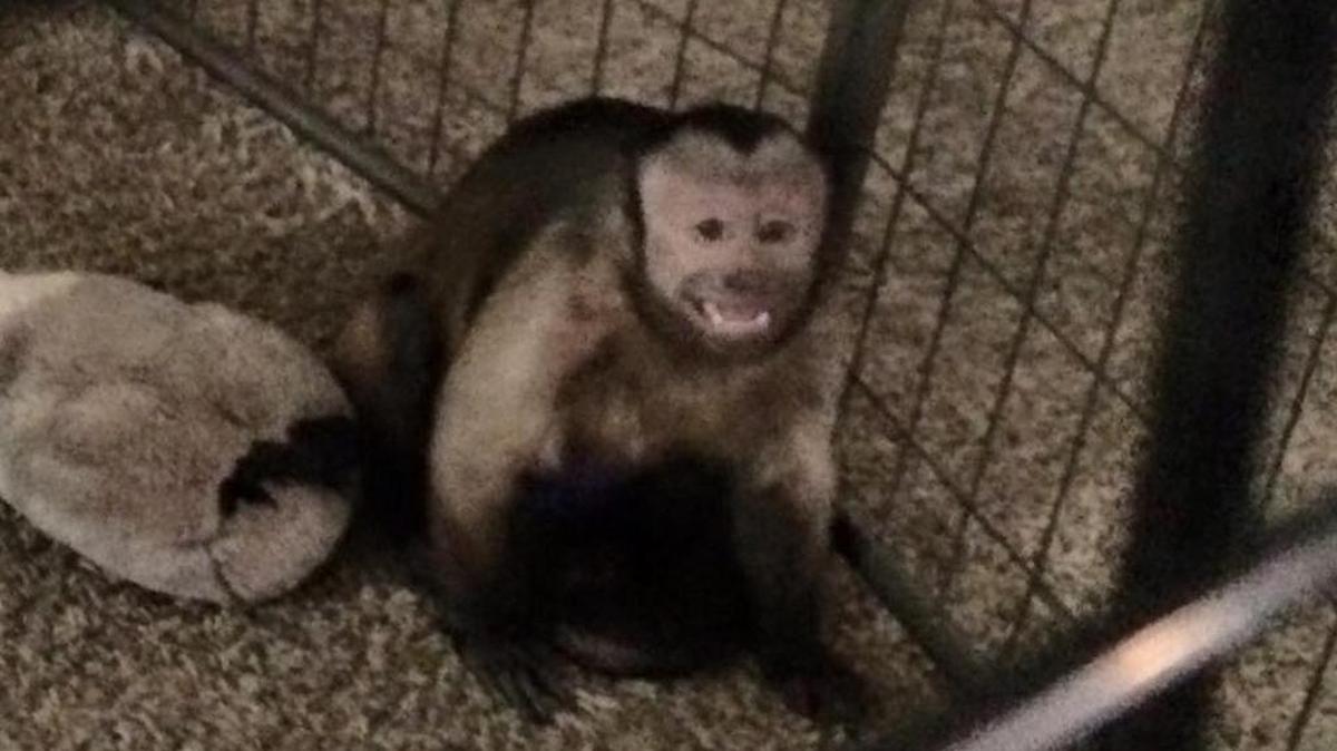 Two capuchin monkeys were taken from a Pasco home.