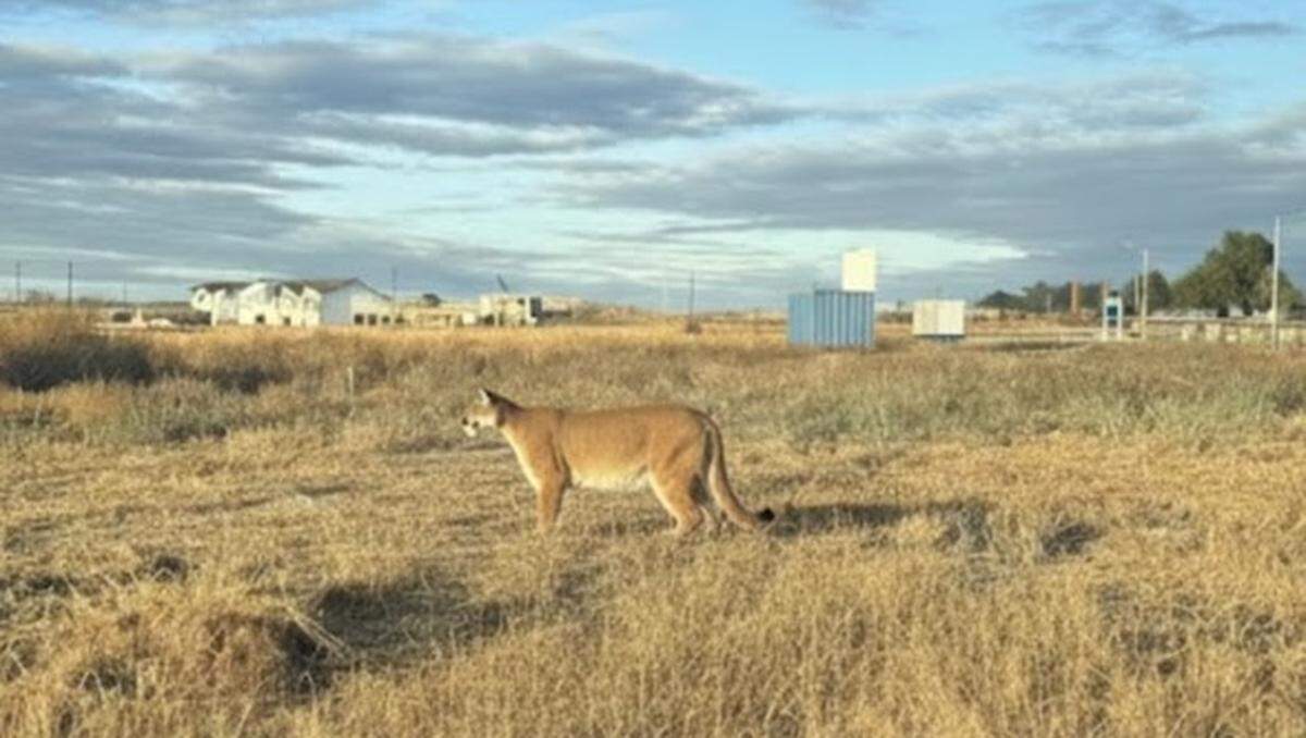 A cougar was spotted by construction workers in Pasco at the construction site for Columbia Shores townhouses.