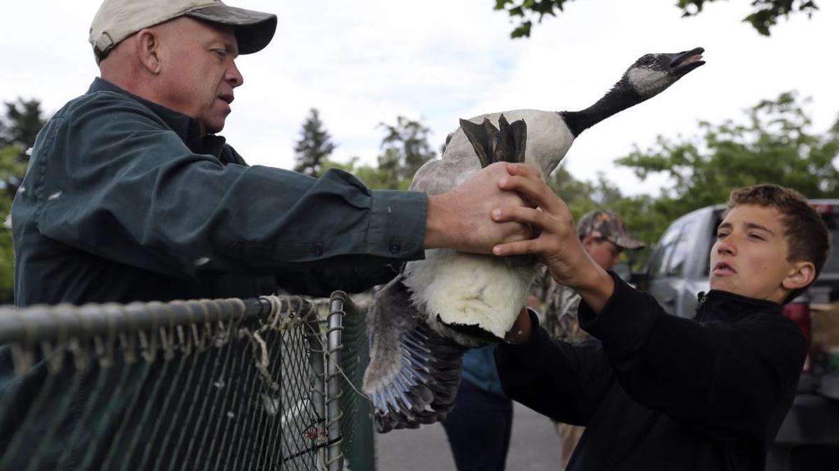 Zachary Nelson, 11, of Richland, reacts as he is handed a goose Thursday by Mike Ritter, with the state Department of Fish and Wildlife, at Columbia Park in Kennewick. The wild geese are being banded to record their migration, survival and harvest. Anyone interested in assisting Fish and Wildlife in future projects, including more wildlife banding this summer, can fill out a volunteer form at wdfw.wa.gov/about/volunteer/. See a video at tricityherald.com/video