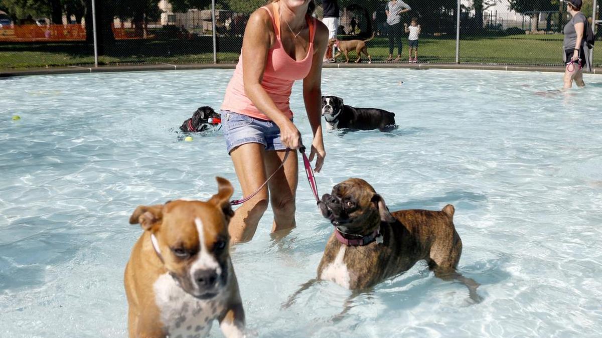 Susan McKenzie of Kennewick laughs as her boxers Ally, left, and Tucker play tug of war with a leash Saturday during the Pooch Plunge at Howard Amon Park in Richland. This is the eighth year that the wading pool at the park has been open to canines before being cleaned and closed for the winter. All proceeds from the event go toward improvements to the Paws-abilities Place Dog Park in Richland. See a video at www.tricityherald.com.