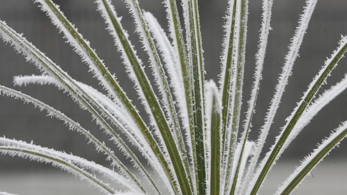 Will southwestern Illinois get frost this weekend? Here’s what forecasters expect