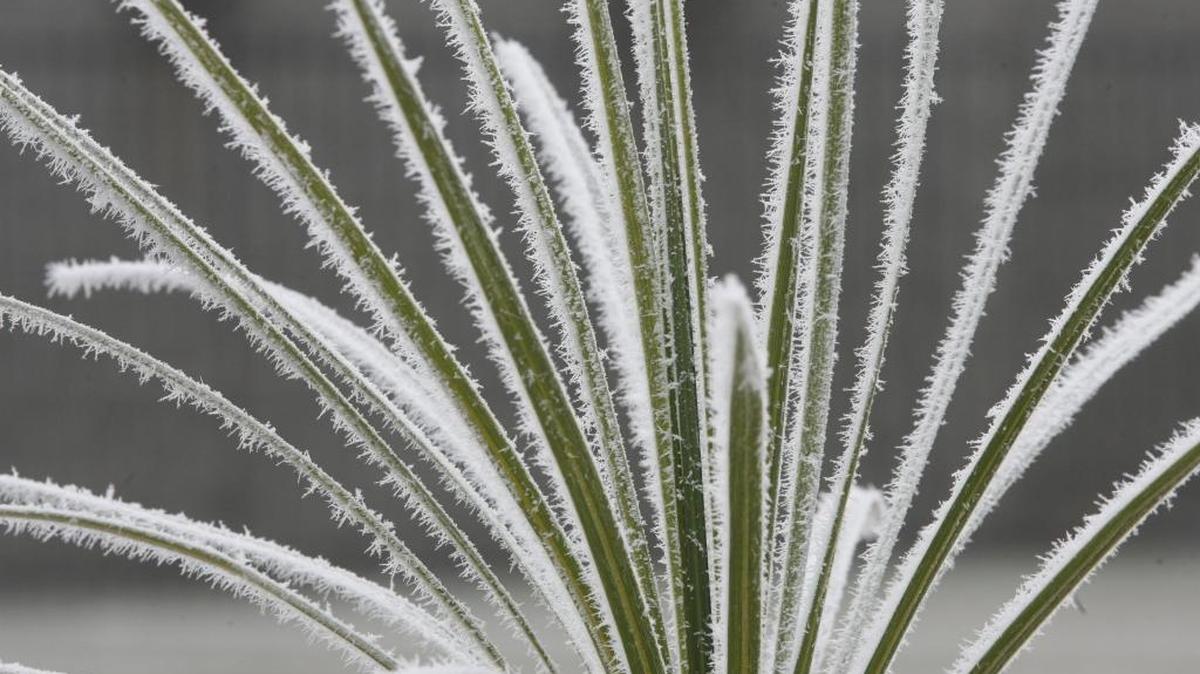 Residents of Belleville and the St. Louis area may see frost from Saturday night to early Monday morning.