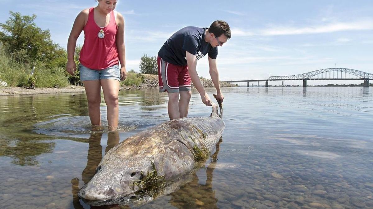 Sophia Murillo of Kennewick, left, and Frank Carr of Sequim are overcome with curiosity and wade into the Columbia River to check out an estimated seven-foot long dead sturgeon at the east end of Pasco’s Wade Park near Road 39. More than 80 sturgeon and an estimated 1.5 million fish died at hatcheries during this year’s record-high temperatures. The record heat and ensuing drought are among the top stories of 2015.