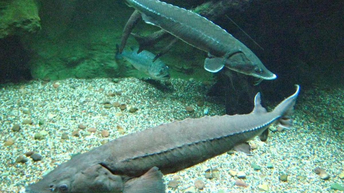 PNNL’s self-powered acoustic fish-tracking tag is designed to track long-living fish such as sturgeon (shown here) throughout the course of their lives.