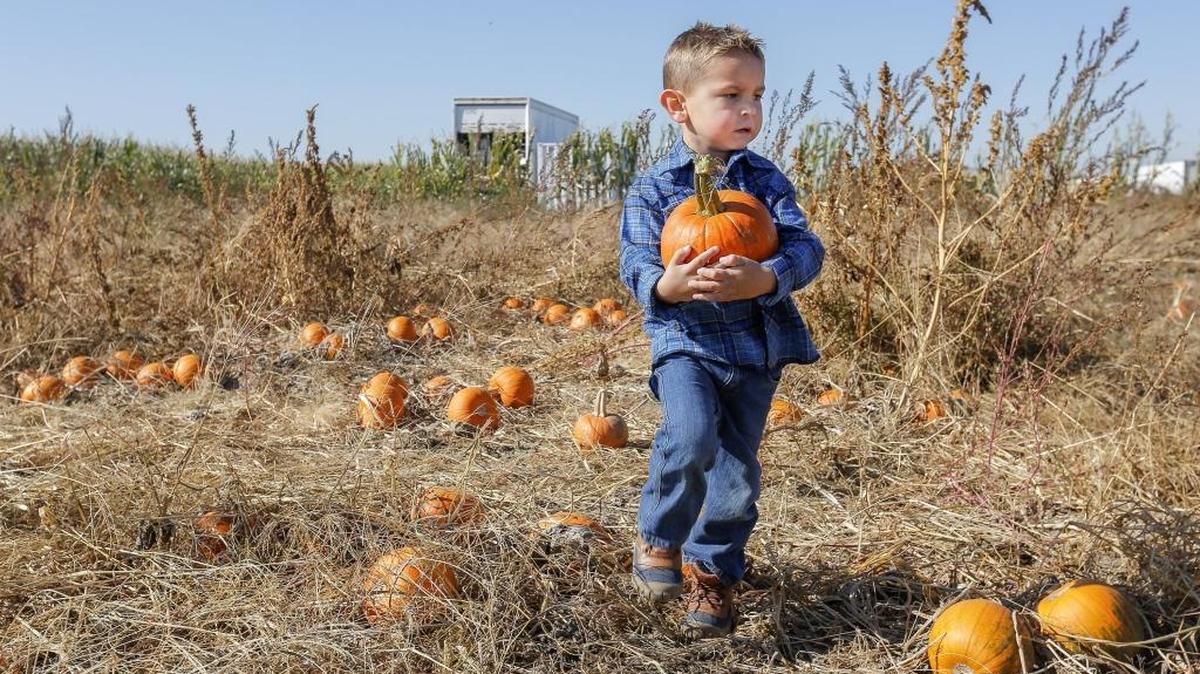 Adam Gerber, 3, carries a pumpkin he picked in a pumpkin patch at Country Mercantile in Pasco on Monday. Adam Gerber was accompanied by his mother, Amy Gerber of Moses Lake.