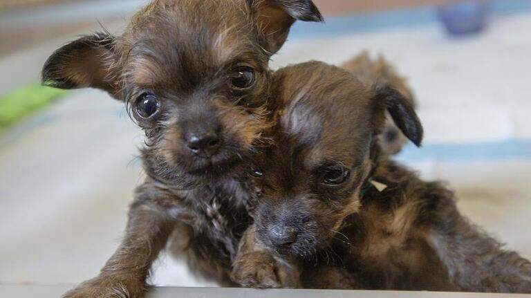 Future of Tri-Cities Animal Services debated. What’s working? Who should pay?
