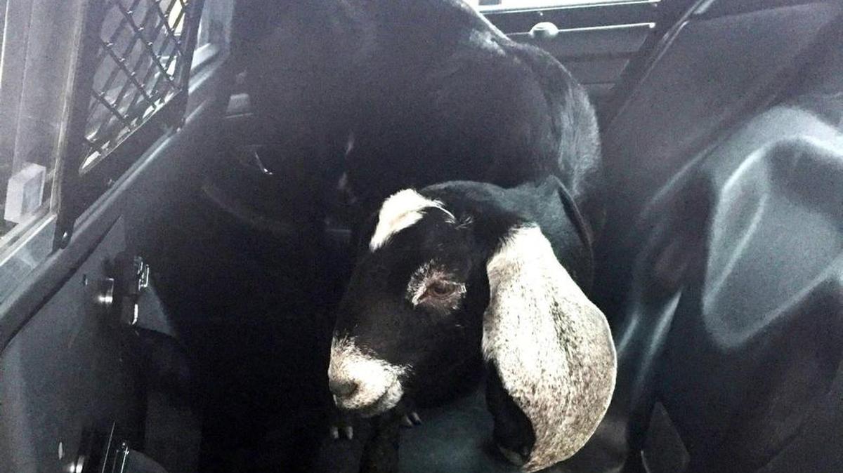 Pasco police picked up this goat running near the road in the area of Burden Boulevard and Road 52 Monday morning.