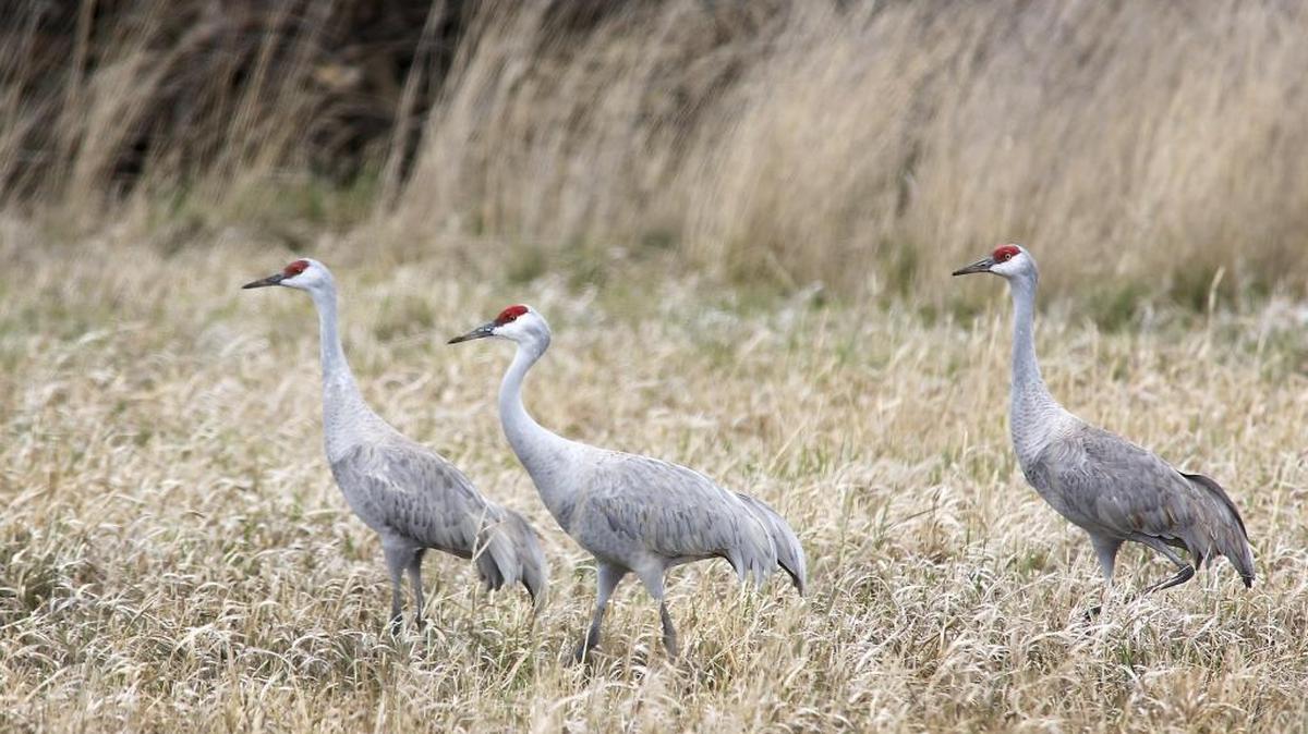 A trio of sandhill cranes forage Tuesday in a marshy field on Twin Bridges Road in West Richland. The annual spring migration of the birds has been under way for about the past two to three weeks.