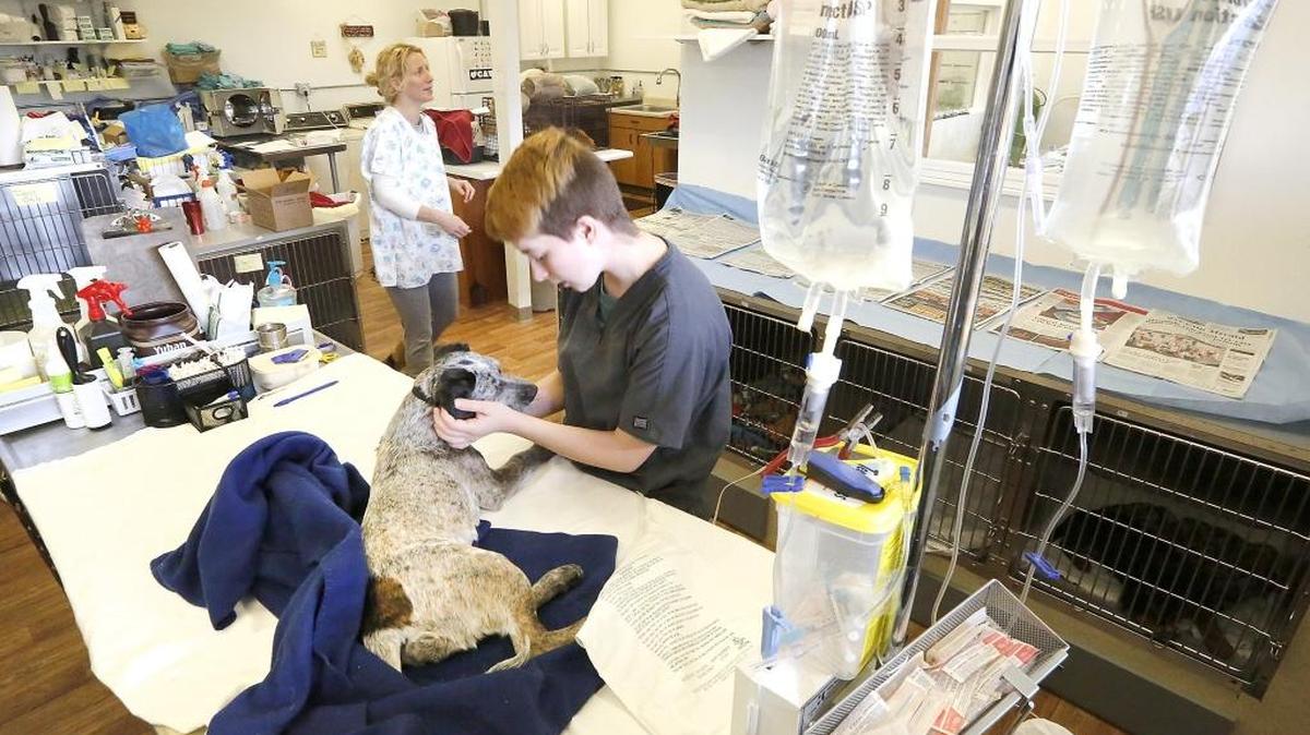 Volunteer Jay Moore comforts a dog in the recovery area of the Prevent Homeless Pets clinic after a sterilization surgery in 2016.