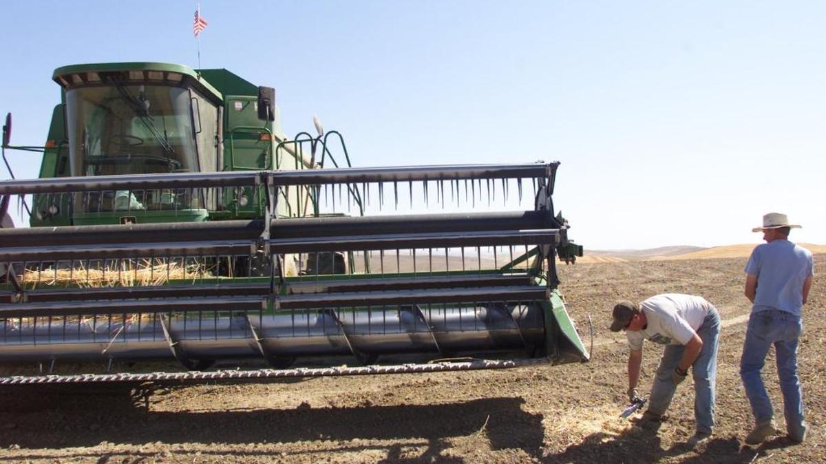 Denny Miller and Thomas Kelly change the sickle in a combine between wheat fields at the Moore Farms in Kaholotus in this file photo.
