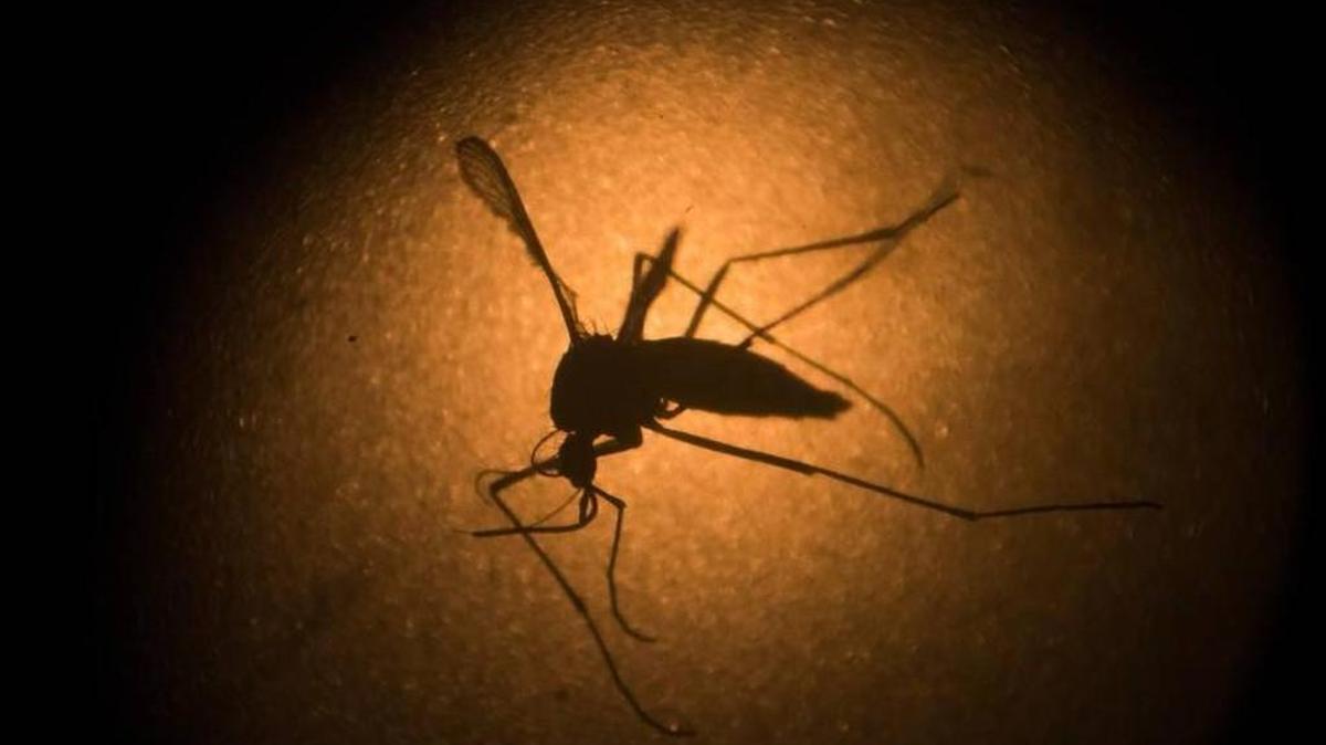 Mosquito