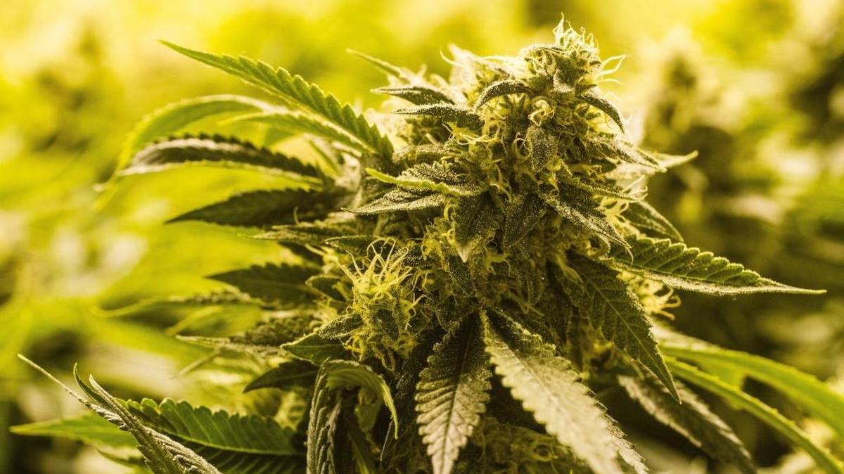 A state lawmaker wants to penalize local governments that haven’t enacted specific bans on marijuana businesses, but that still block state-licensed marijuana shops from opening because the drug remains illegal under federal law.