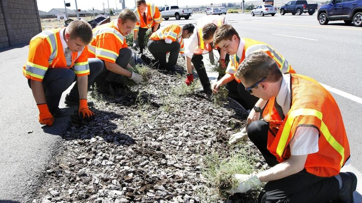 A group of young men from The Church of Jesus Christ Latter-day Saints pulls weeds Tuesday from landscaping along Steptoe Street near the intersection with Center Parkway as a community service project in Kennewick. They coordinated with city officials to do the project while they are staying in Kennewick as part of their missionary service trip.