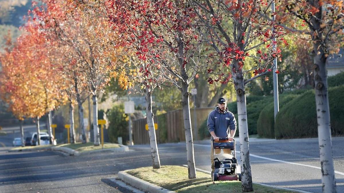 Greg Westcott, an employee of Senske Lawn & Tree Care, works under a colorful canopy of fall foliage Wednesday afternoon while mowing the center island on South Kellogg Street near Creekstone Drive in Kennewick. Recent freezing overnight temperatures and windy conditions are stripping many of the area trees of their leaves. The forecast for the next couple of day is for continued partly cloudy skies and lows in the mid-30s.