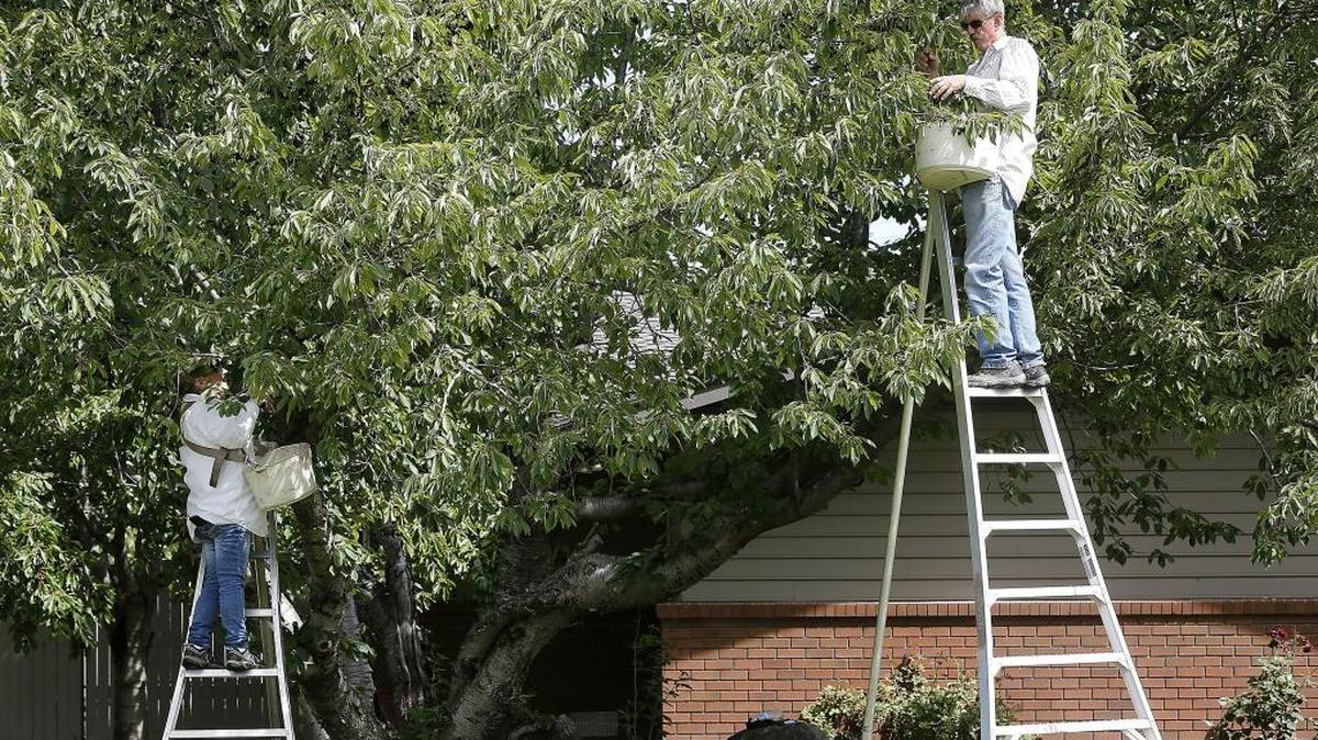 A pair of government entomologists from the U.S. Department of Agriculture’s Yakima Agriculture Research Laboratory gather fruit fly infested cherries on June 20 from trees in a “backyard” orchard in west Kennewick.