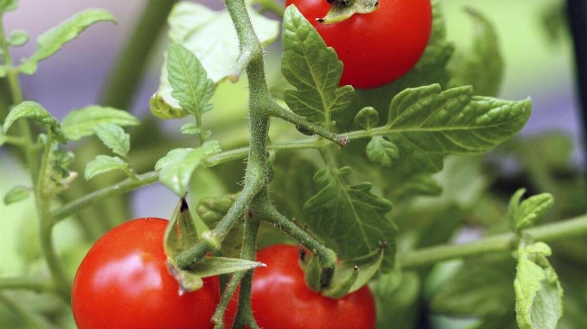 Tomato plant