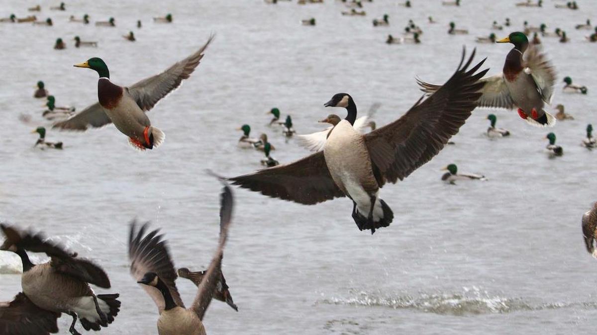 Volunteers counted more than 12,000 Canada geese in the Tri-City area during the Christmas bird count organized by the Lower Columbia Basin Audubon Society.