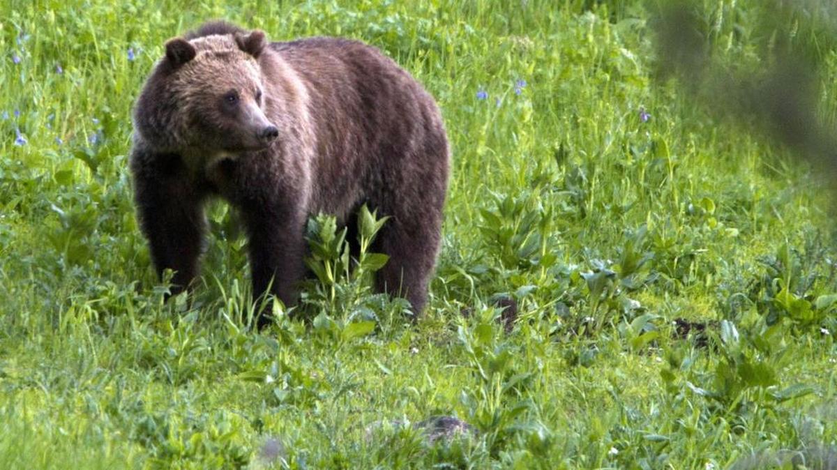A decision on whether to bring grizzly bears back to the North Cascades won’t be made as soon as planned because efforts to restore the predators to their former habitat are on hold indefinitely.