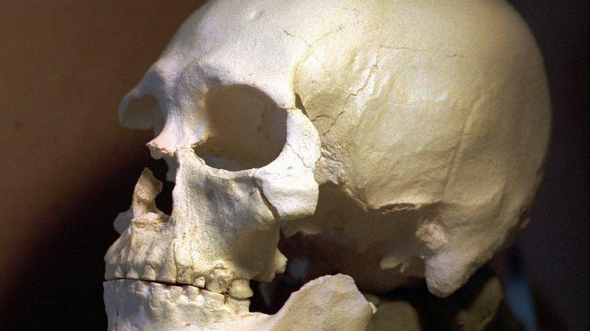 A plastic casting was made of the 8,400-year-old skull from the bones of Kennewick Man discovered along the banks of the Columbia River in Kennewick.