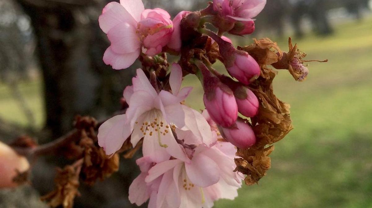 Cherry tree in Pasco just off Road 88.