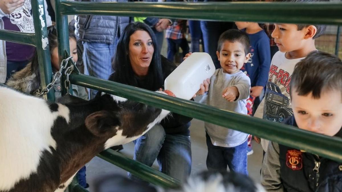 Charee Davidson, an employee, helps Jacob Galvez, 3, center, feed a calf during a class trip with Jak's Garden, a preschool, to Country Mercantile in Pasco on Monday. Jacob Galvez was accompanied by his father Roberto Galvez of Pasco.