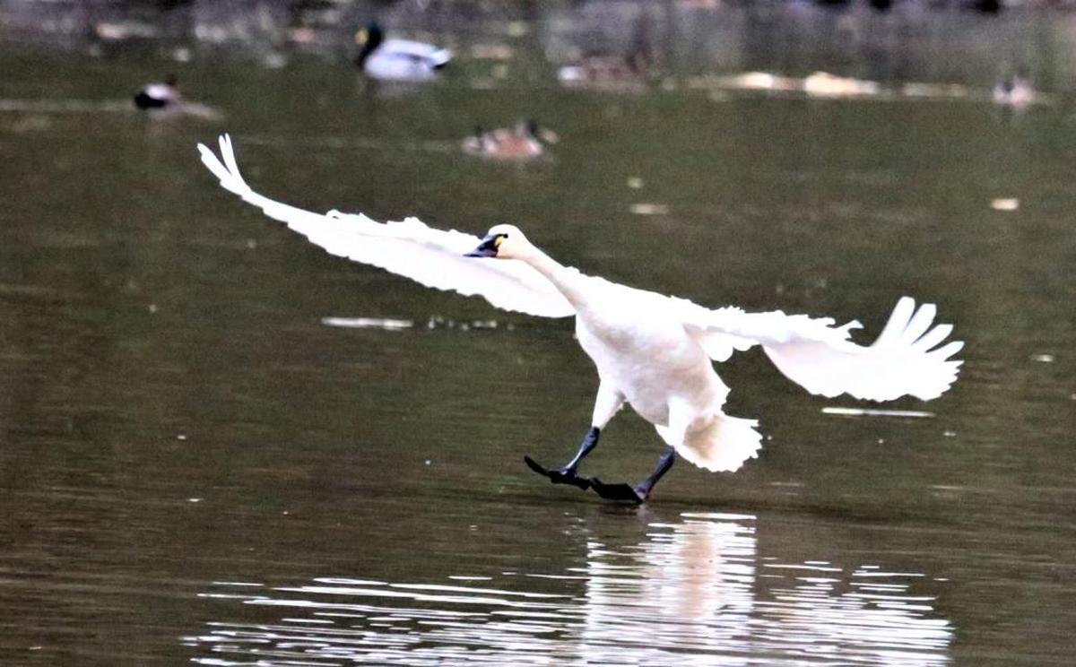 A tundra swan as seen on the McNary Wildlife Refuge.