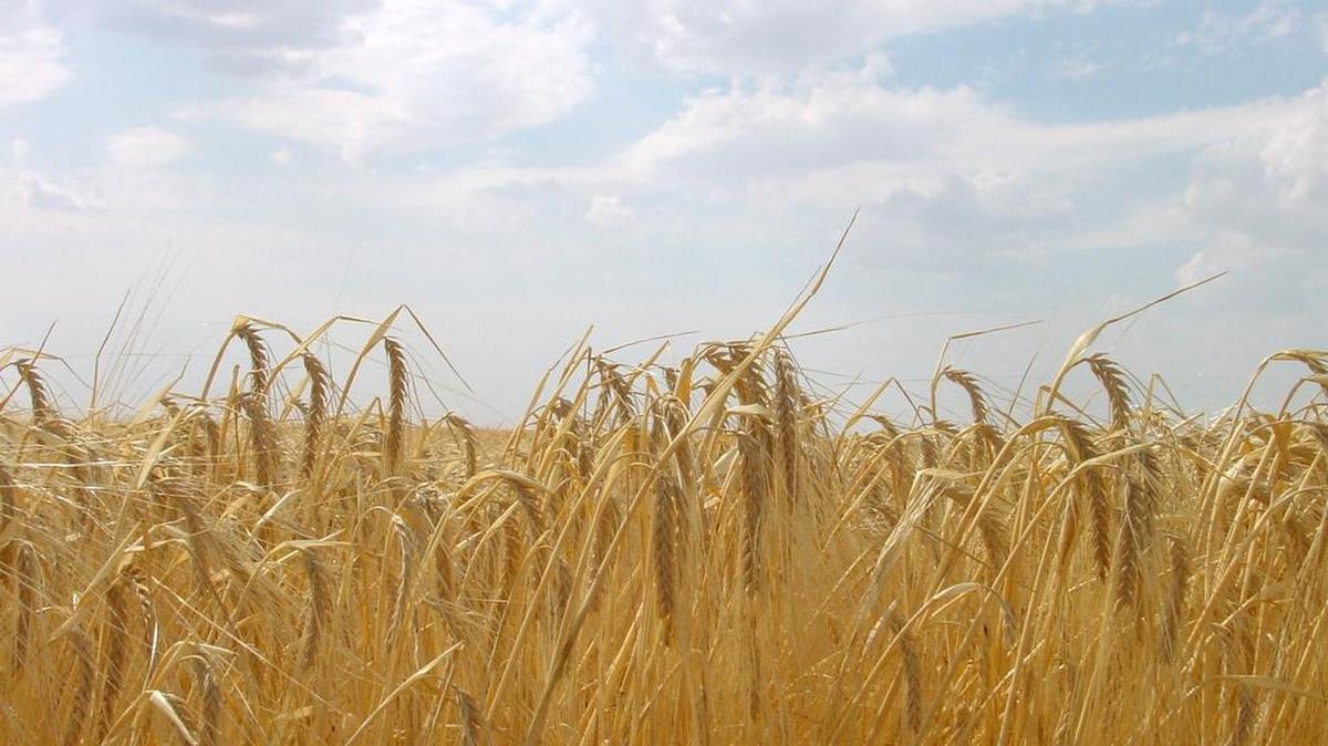 Barley field